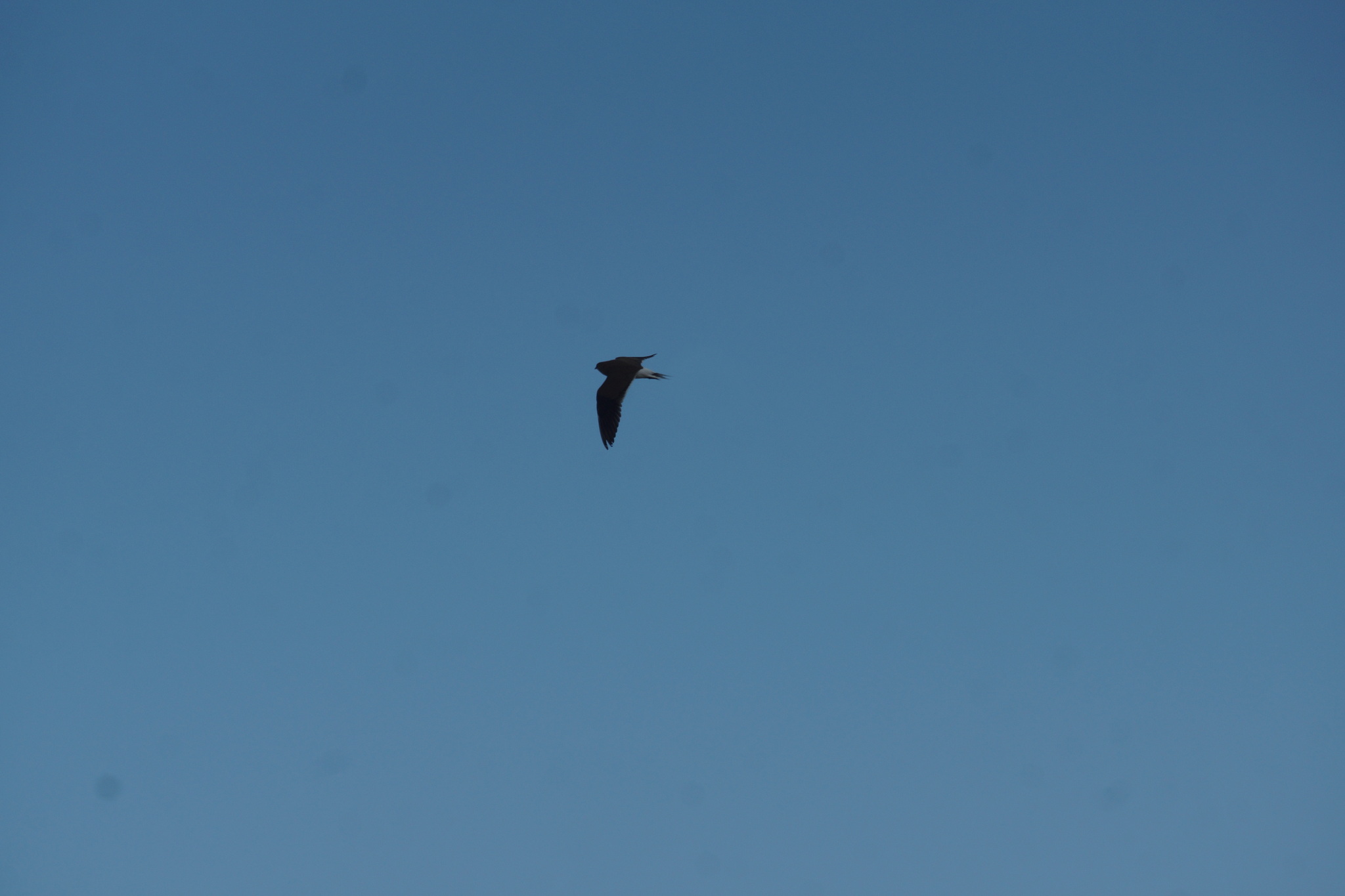 Black-winged Pratincole (Glareola nordmanni), photo 3
