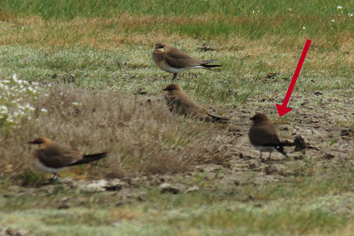 Black-winged Pratincole (Glareola nordmanni), photo 5