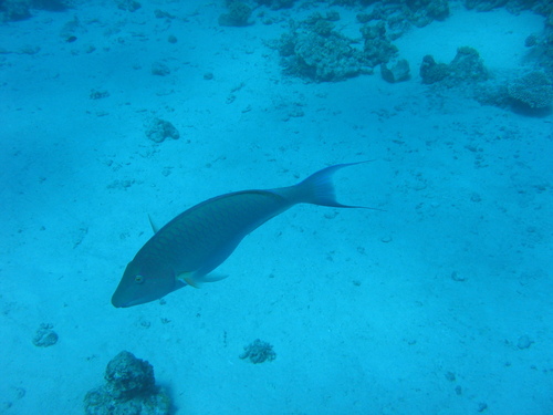 Indian Longnose Parrotfish — seen at this dive site