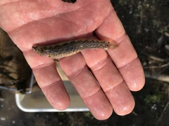 Etheostoma nigripinne