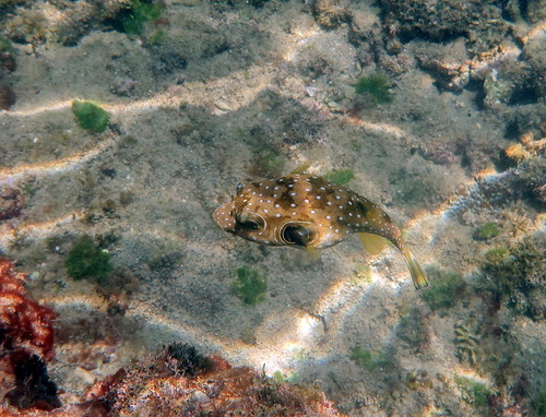 Arothron hispidus