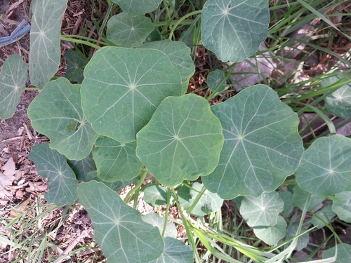 garden nasturtium