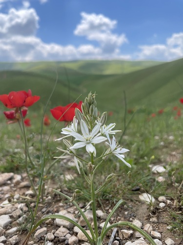 Narbonne Star-of-Bethlehem