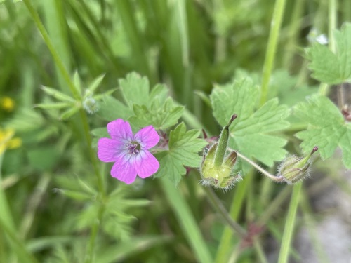 Roundleaf geranium