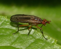 Euthycera fumigata