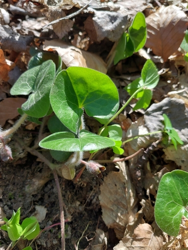 Asarabacca