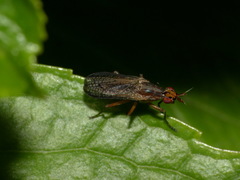 Euthycera fumigata