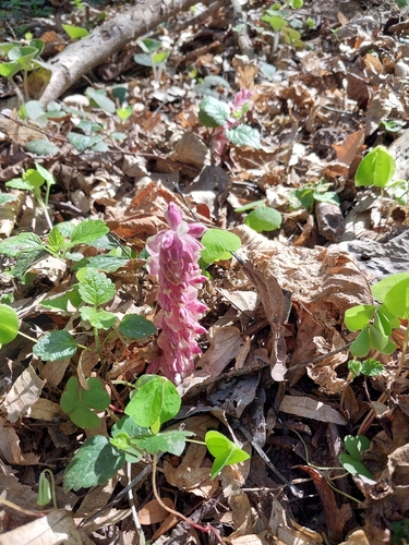 Common Toothwort