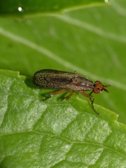 Euthycera fumigata