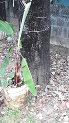 Palaquium