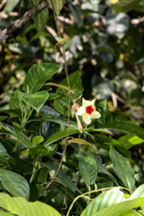 Mandevilla hirsuta