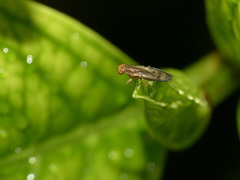 Opomyza petrei