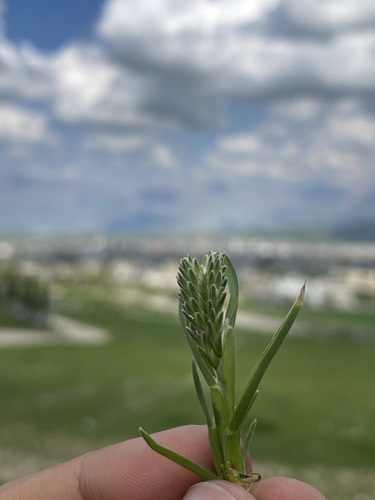 hardgrass