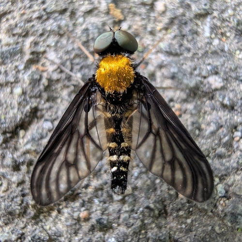 Golden-backed Snipe Fly