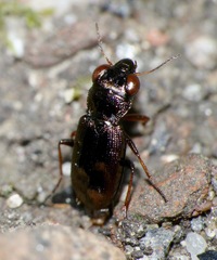 Notiophilus rufipes