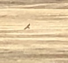 Falco sparverius