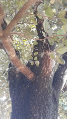 Palaquium
