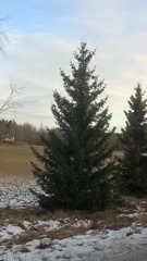 Picea abies