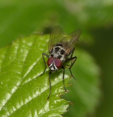 Anthomyia pluvialis