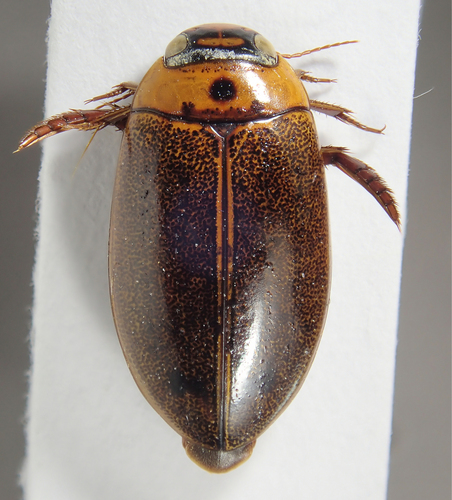 Rhantus schereri