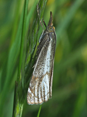 Thisanotia chrysonuchella