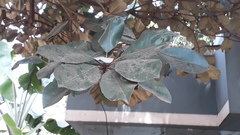 Palaquium