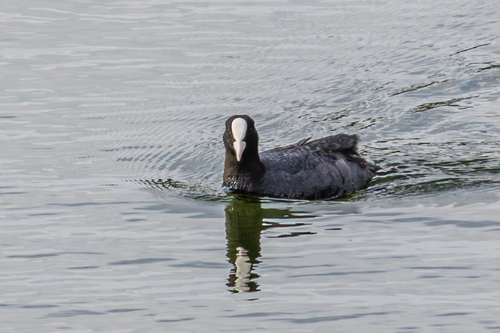 Avistamiento Fulica atra