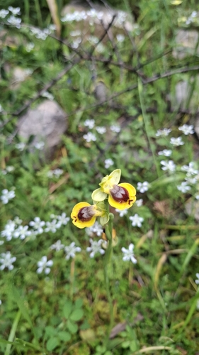 Lesser Yellow Bee Orchid