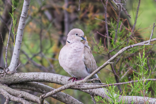Avistamiento Streptopelia decaocto