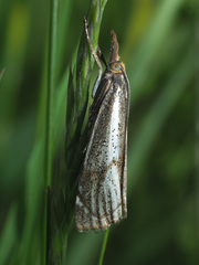 Thisanotia chrysonuchella