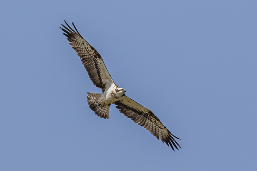 Avistamiento Águila pescadora (Marismas Tinto-Odiel)