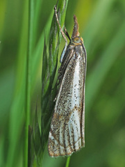 Thisanotia chrysonuchella