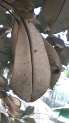 Palaquium