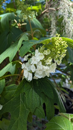 oakleaf hydrangea