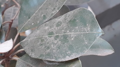 Palaquium