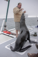 Arctocephalus pusillus pusillus