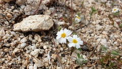 Eriophyllum wallacei rubellum