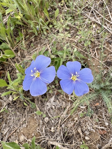 perennial flax