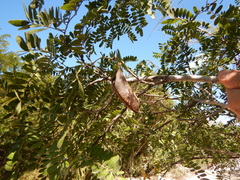 Vachellia choriophylla