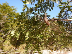 Vachellia choriophylla