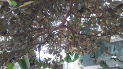 Palaquium