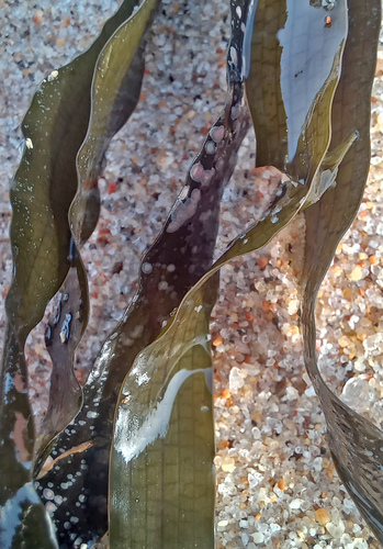Zostera asiatica iNat (1)