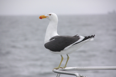 Larus dominicanus vetula