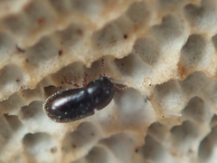 Sulcacis fronticornis