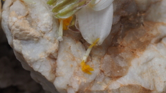 Eriophyllum wallacei rubellum