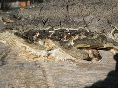 Sulcacis fronticornis