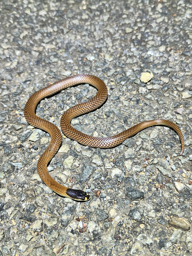 Gould's Hooded Snake