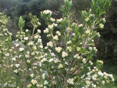 Erica triflora
