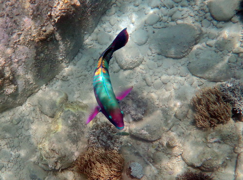 Scarus schlegeli