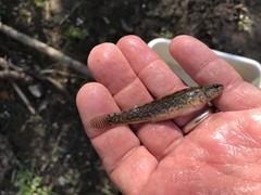 Etheostoma nigripinne